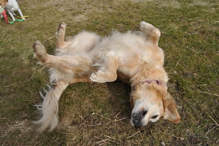 Golden retriever Caseih billede 15