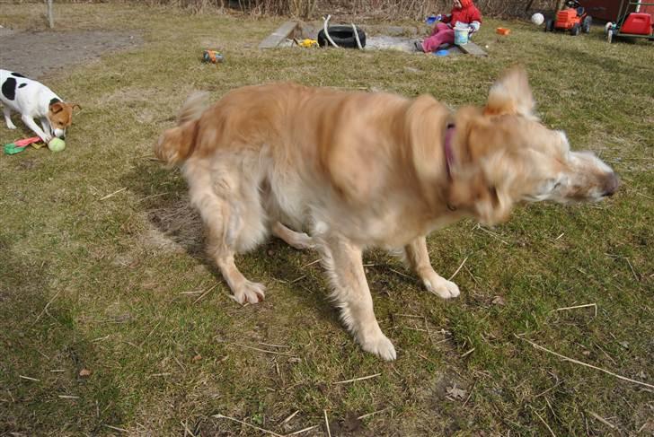 Golden retriever Caseih billede 16