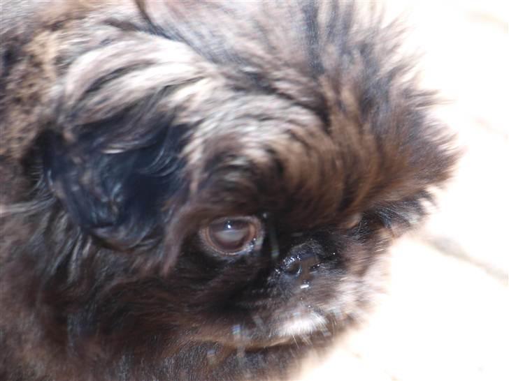 Pekingeser Cita AKA Bulldozeren - D. 11.04.11 billede 10
