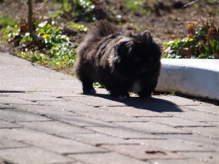 Pekingeser Cita AKA Bulldozeren - D. 11.04.11 billede 11