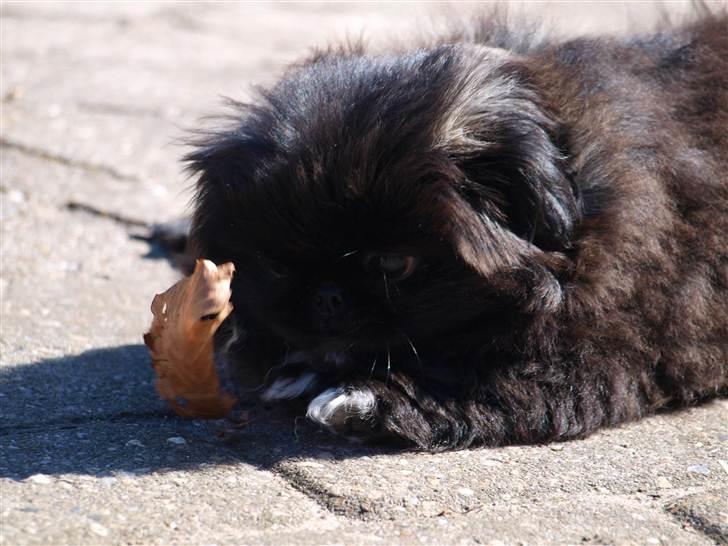 Pekingeser Cita AKA Bulldozeren - D. 11.04.11 billede 12