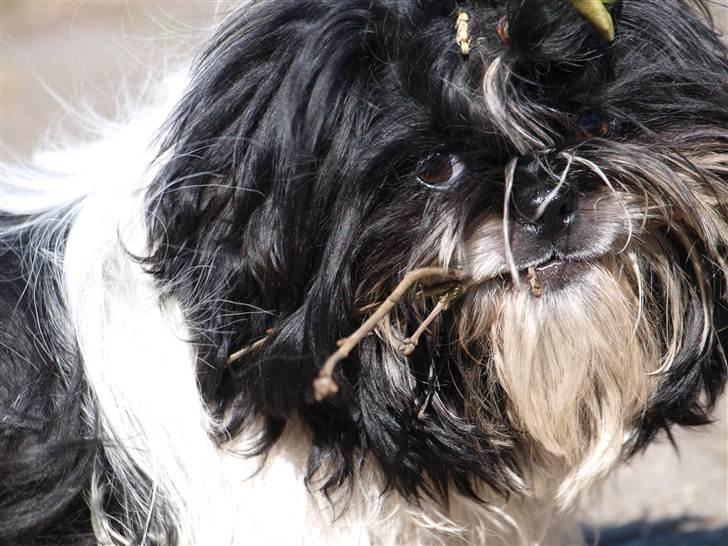 Shih tzu Manse - D. 11.04.11 billede 17