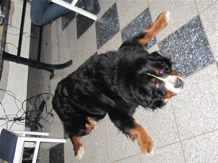 Berner sennenhund max billede 6