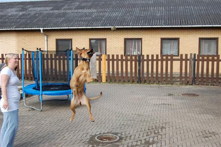 Blanding af racer Lady billede 4