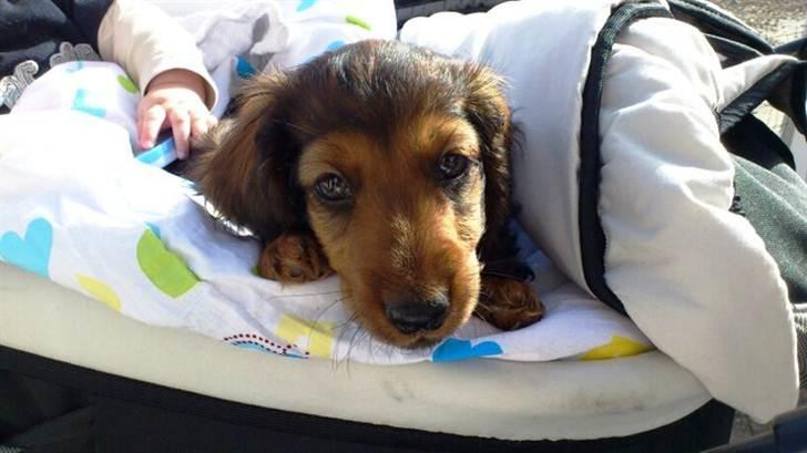 Dværggravhund Philip - Philip billede 1