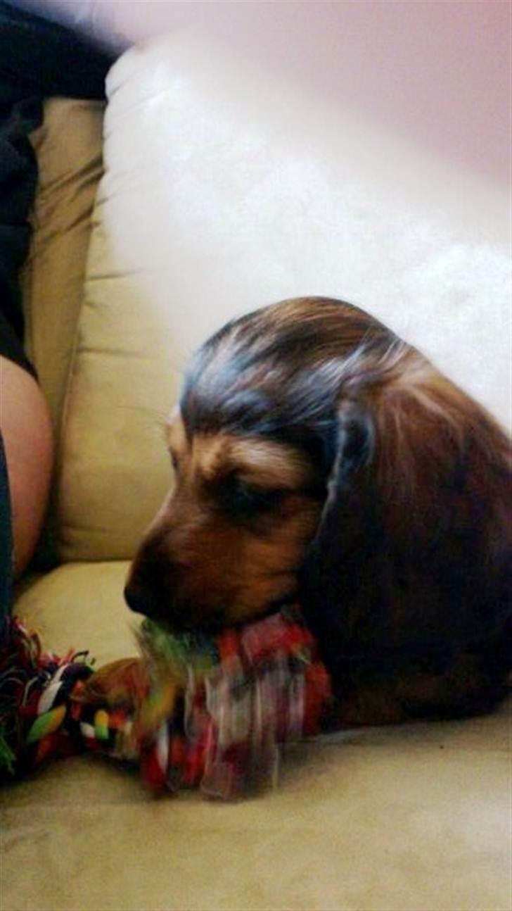 Dværggravhund Philip - Philip billede 2