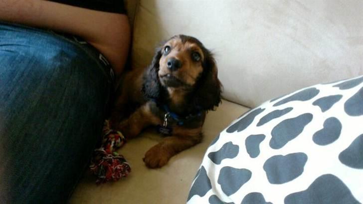 Dværggravhund Philip - Philip billede 3