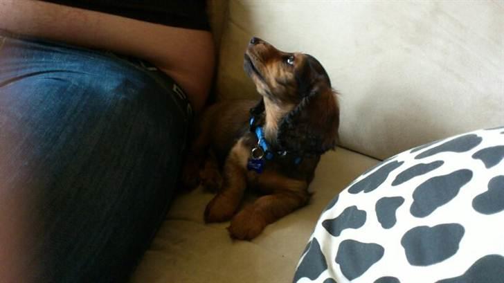 Dværggravhund Philip - Philip billede 4