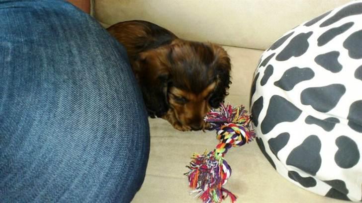 Dværggravhund Philip - Philip billede 5