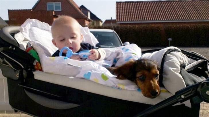 Dværggravhund Philip - Slapper lige af med lille Nicklas i barnevognen :)  billede 6