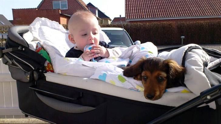Dværggravhund Philip - Slapper lige af med lille Nicklas i barnevognen :)  billede 7