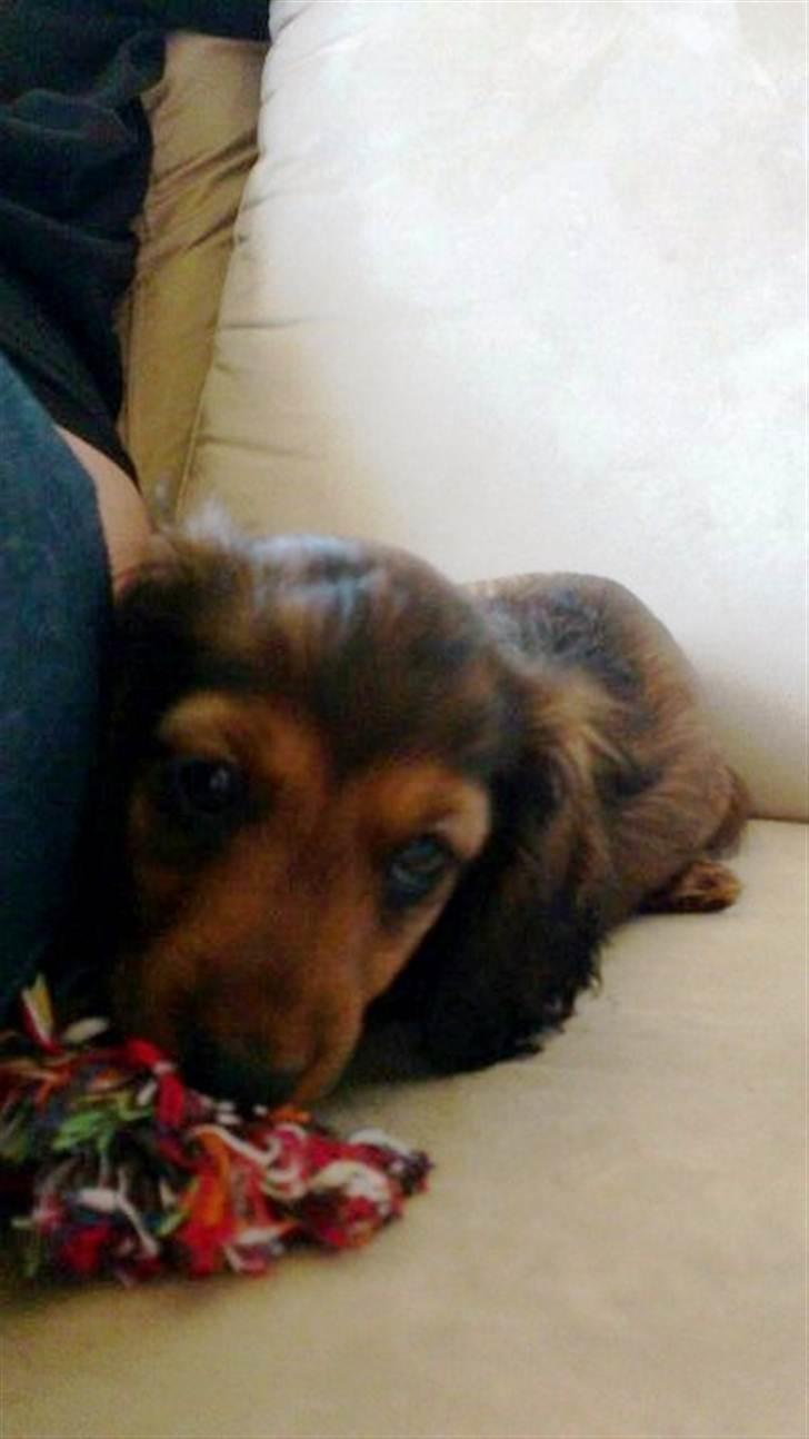 Dværggravhund Philip - Philip billede 8