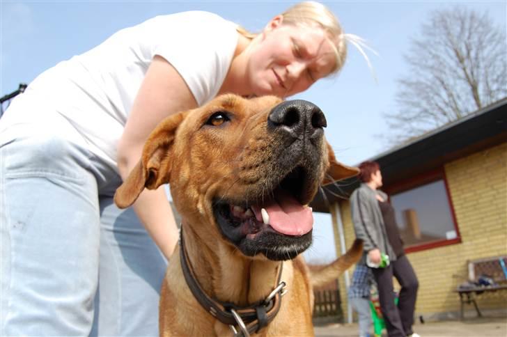 Blanding af racer Lady billede 5