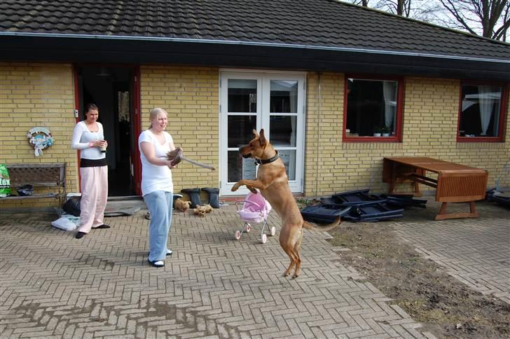 Blanding af racer Lady billede 6