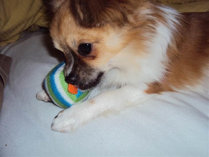 Chihuahua Eddie - Jeg var hel vild med den her sjove bold lige da jeg fik den.. den kan sige pip :-) billede 1