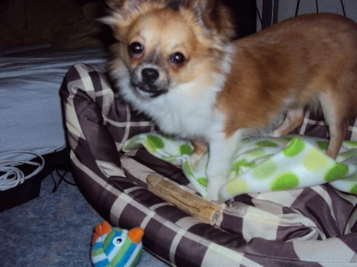 Chihuahua Eddie - Det her er så min kurv, som jeg sover i.. nogle gange.. billede 2