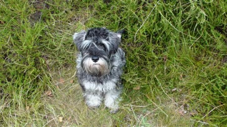 Dvaergschnauzer Vanilla Fudge billede 1