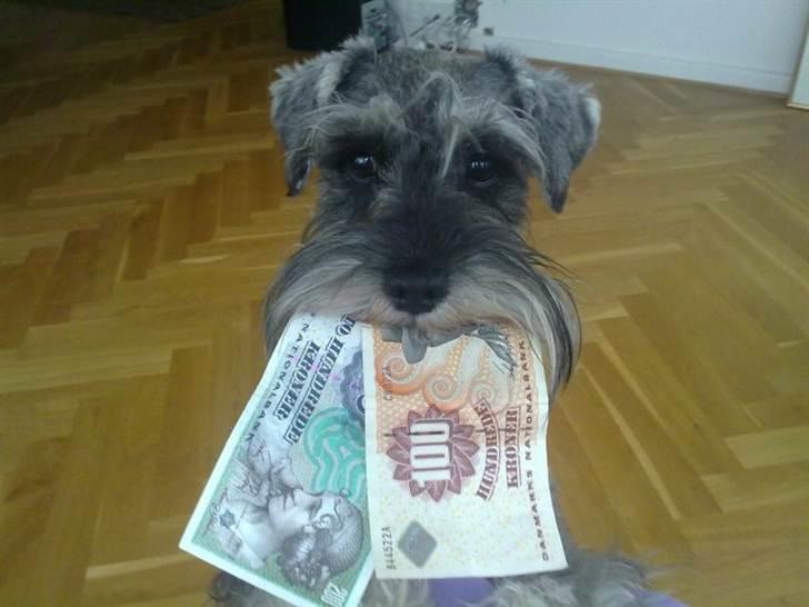Dvaergschnauzer Vanilla Fudge - Nilfisken elsker penge! :D <33 billede 2