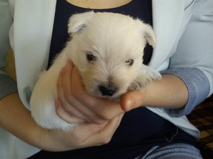 West highland white terrier Theis - en meget lille theis (: billede 7