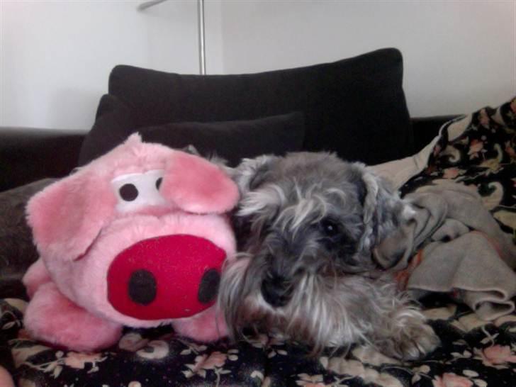 Dvaergschnauzer Vanilla Fudge - Nilse elsker sin lyserøde gris :D billede 3