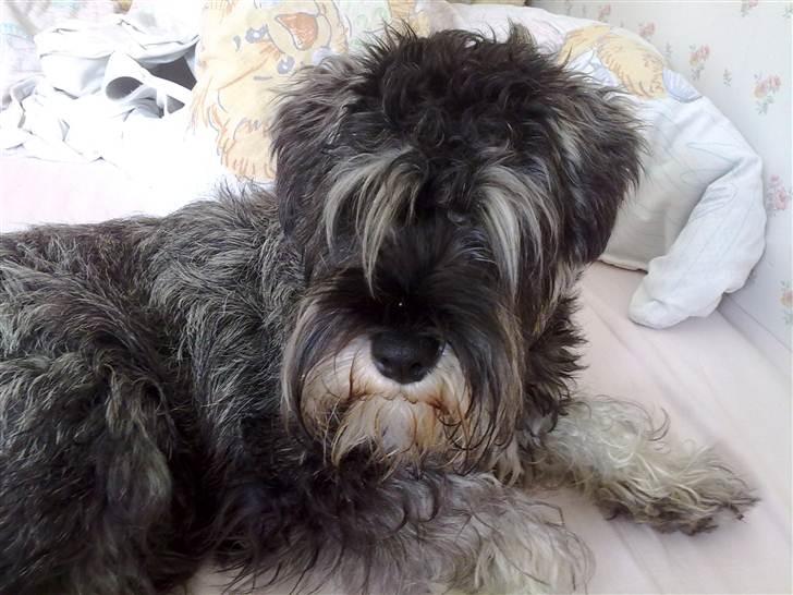 Dvaergschnauzer Vanilla Fudge - Bassen i sengen <33 billede 4