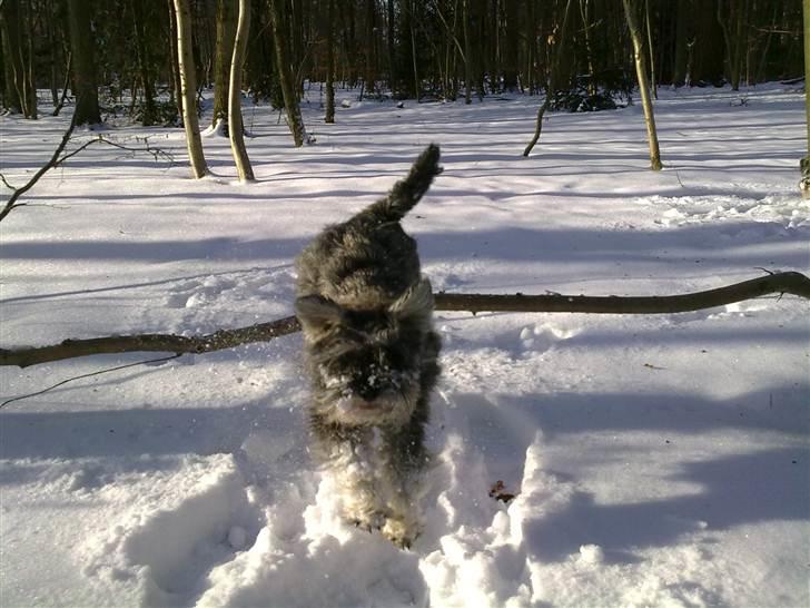 Dvaergschnauzer Vanilla Fudge - Nillebæ i sneen :D billede 5