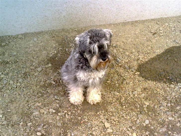 Dvaergschnauzer Vanilla Fudge billede 6
