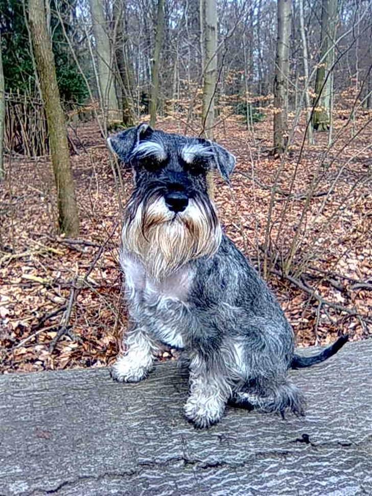 Dvaergschnauzer Queen of Hearts - Velkommen til min profil! :D billede 1