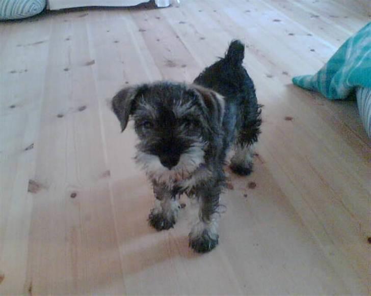 Dvaergschnauzer Queen of Hearts - Lille Qook billede 2