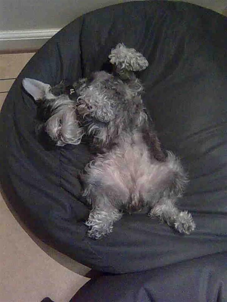 Dvaergschnauzer Queen of Hearts - shh billede 3