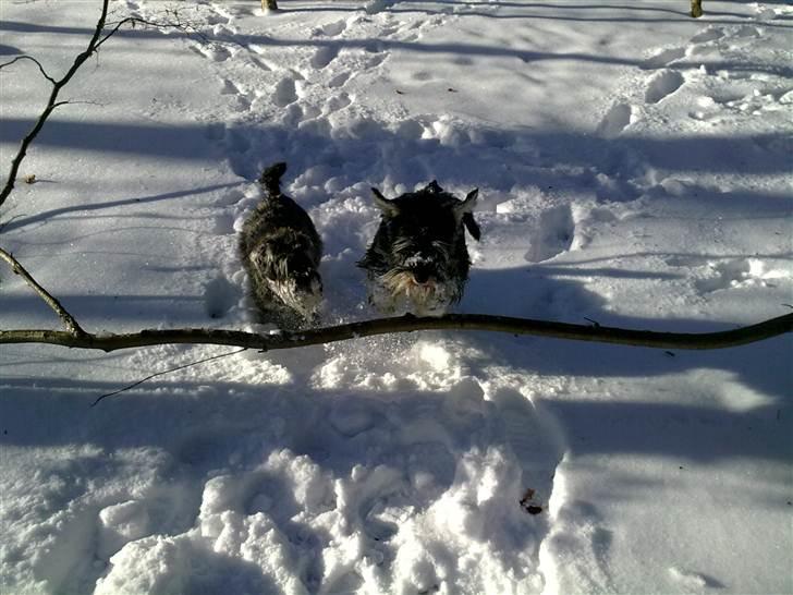 Dvaergschnauzer Queen of Hearts - JAA, elsker sne! billede 4