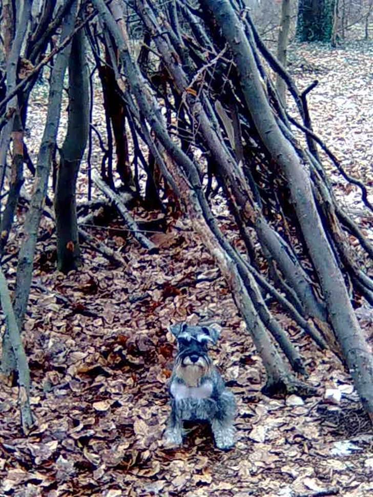Dvaergschnauzer Queen of Hearts - En dejlig tur i skoven billede 5