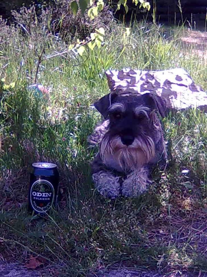 Dvaergschnauzer Queen of Hearts - Mhh, en øl til mig :D billede 6