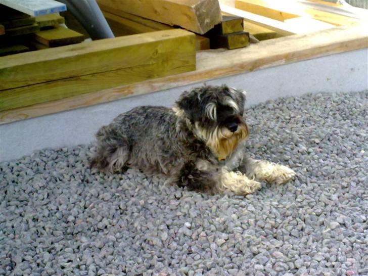 Dvaergschnauzer Queen of Hearts billede 7