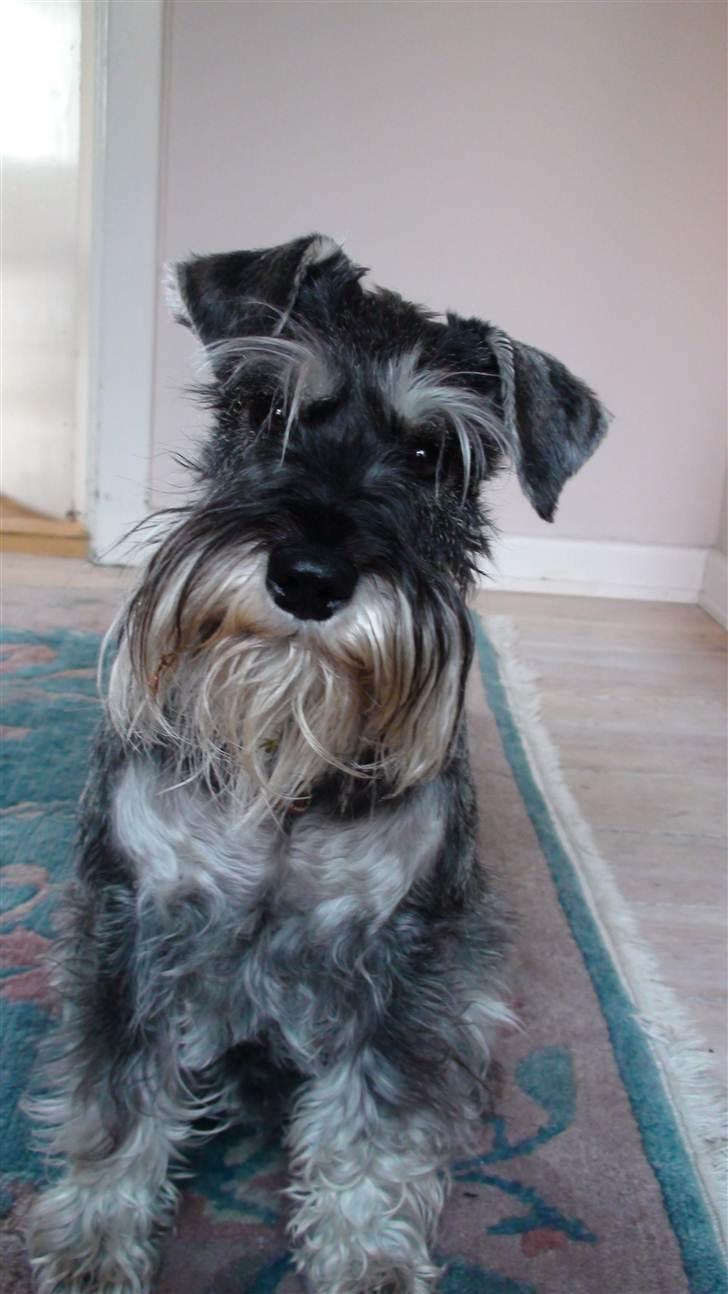 Dvaergschnauzer Queen of Hearts - Hejsa billede 8