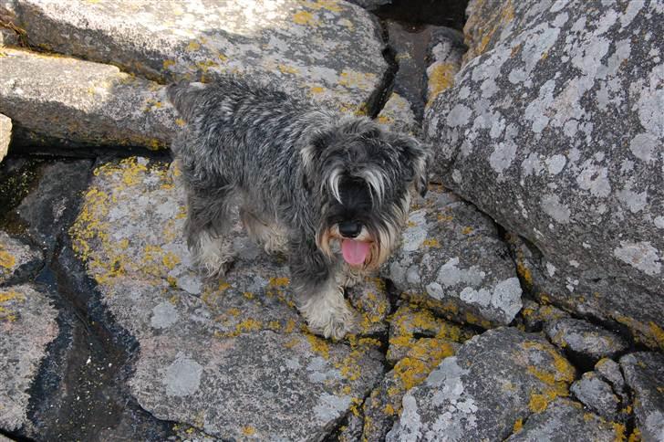 Dvaergschnauzer Queen of Hearts - Jeg er en bjerg ged! :D billede 9
