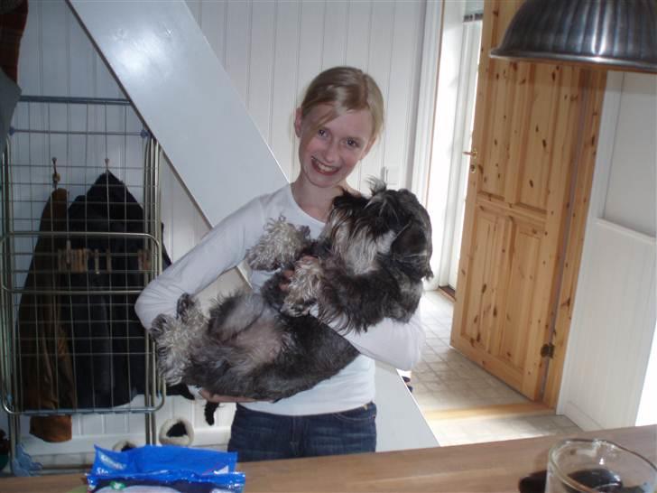 Dvaergschnauzer Queen of Hearts - Min lille baby hund! :D billede 10