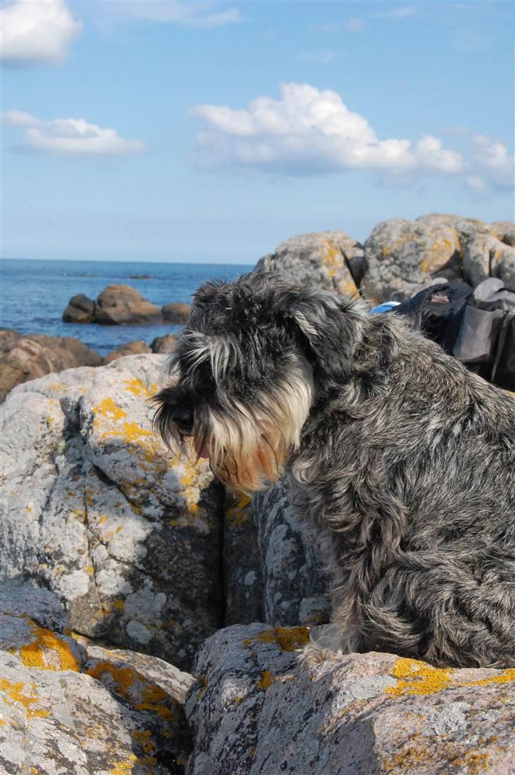 Dvaergschnauzer Queen of Hearts - Love you! <33 billede 11