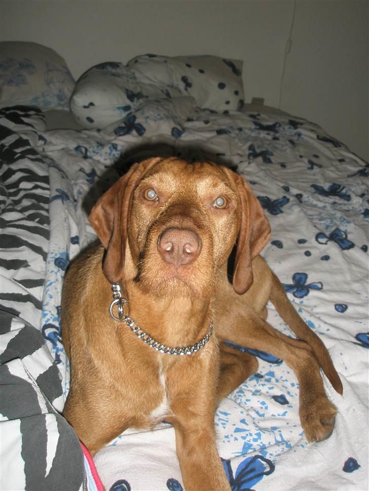 Ruhåret vizsla Bitzhu -  - Bitzhu Blitz Foto: Mig billede 1