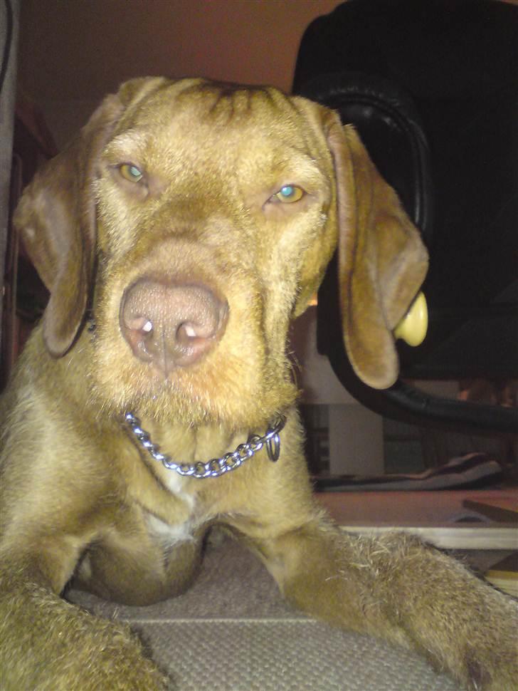 Ruhåret vizsla Bitzhu -  - Bitzhu Foto: Mig billede 2