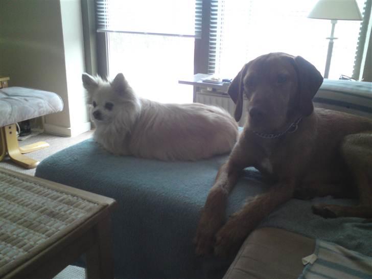 Ruhåret vizsla Bitzhu -  - Bitzhu og Gizmo Foto: Mig billede 3