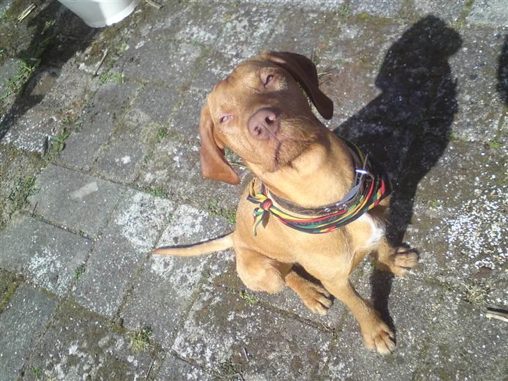 Ruhåret vizsla Bitzhu -  - Flotte fyr! Foto: Mig billede 4