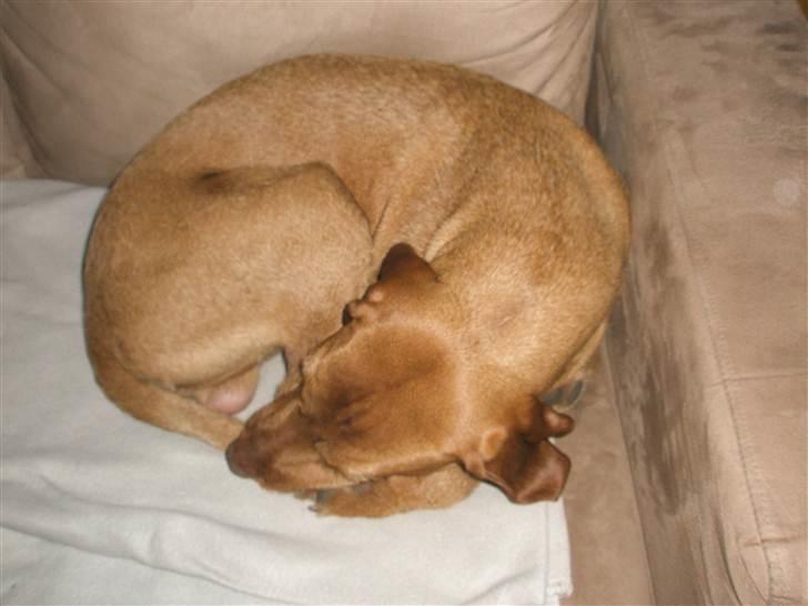 Ruhåret vizsla Bitzhu -  - Vinterhi Foto: Mig billede 5