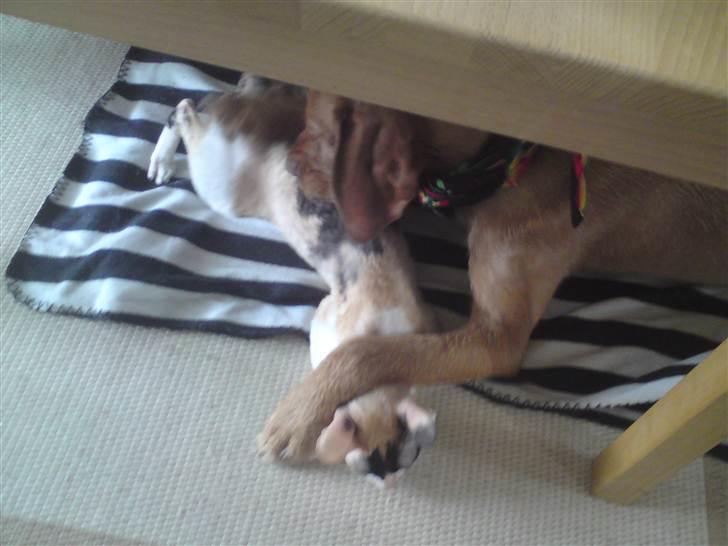 Ruhåret vizsla Bitzhu -  - Ordner lige katten Foto: Mig billede 6