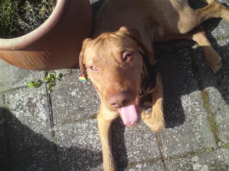 Ruhåret vizsla Bitzhu -  - Flot fjæs Foto: Mig billede 7