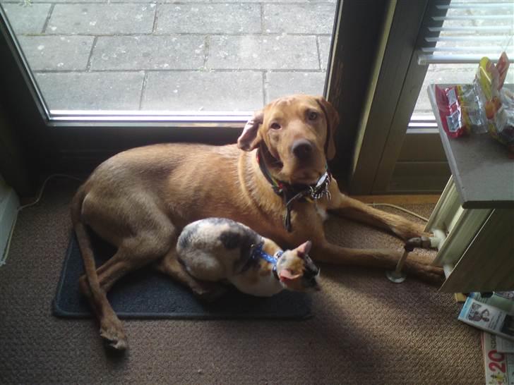 Ruhåret vizsla Bitzhu -  - Bissen & Missen putter Foto: Mig billede 8