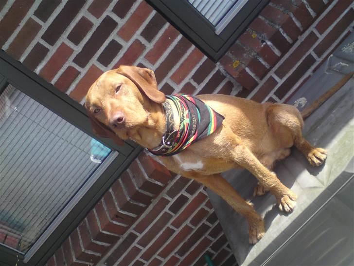 Ruhåret vizsla Bitzhu -  - Vogter over hyndekassen Foto: Mig billede 9