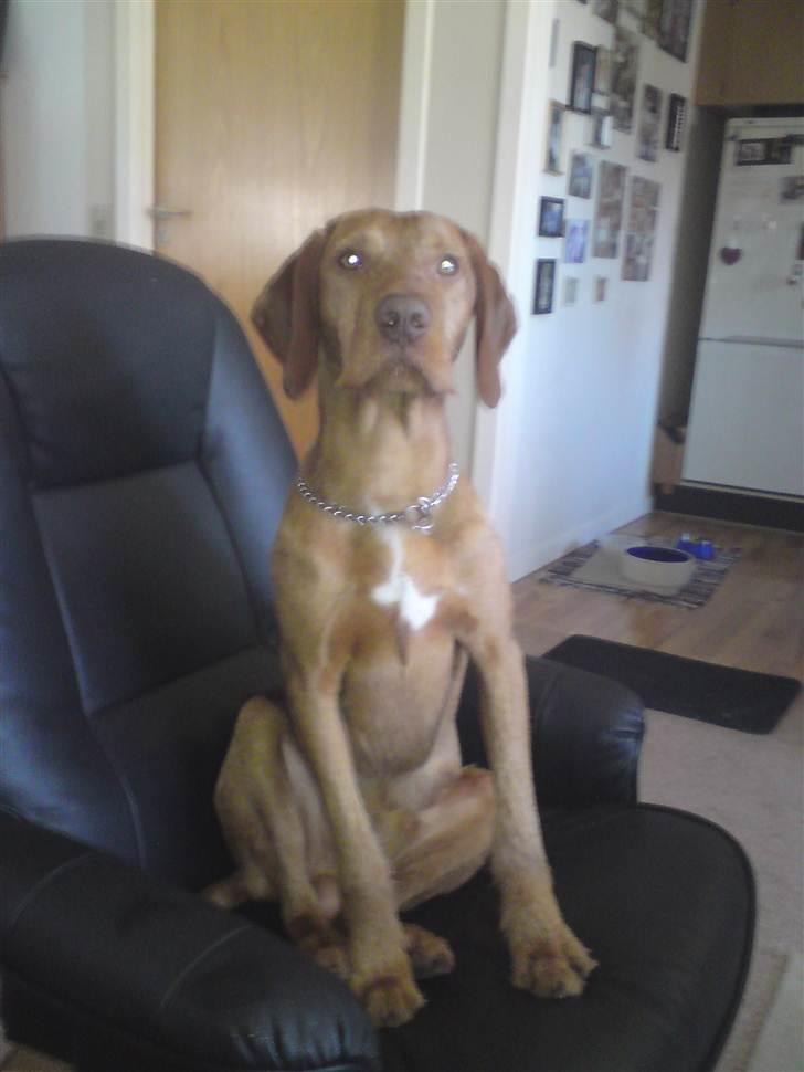 Ruhåret vizsla Bitzhu -  - Chiller lige lidt i stolen Foto: Mig billede 10