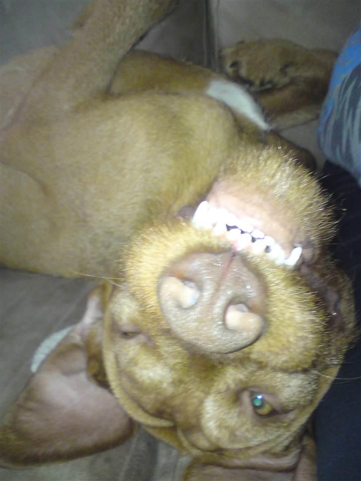 Ruhåret vizsla Bitzhu -  - Ingen gør det ligesom mig Foto: Mig billede 11