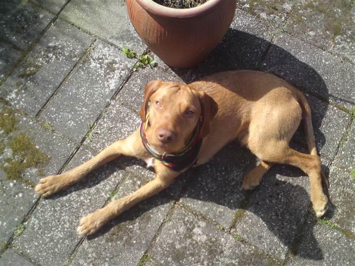 Ruhåret vizsla Bitzhu -  - Solstik Foto: Mig billede 12